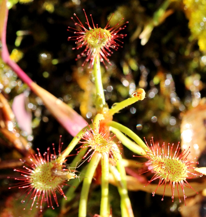 drosera